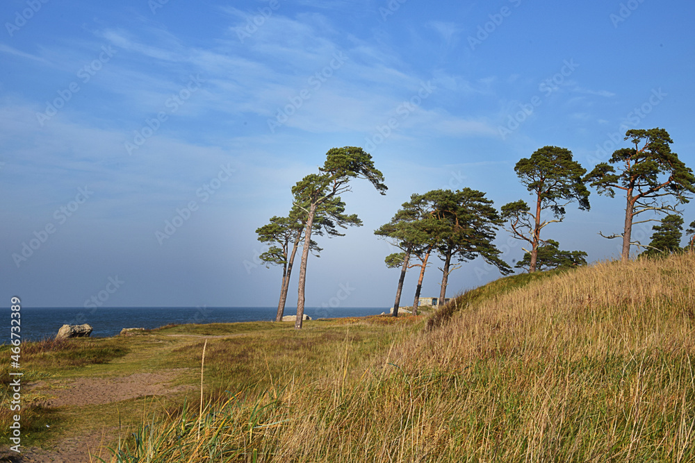 Baltic Sea coast with sand and pine trees Baltic Sea coast with sand and pine trees