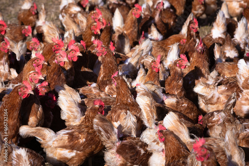 detail of many brown hens gather together