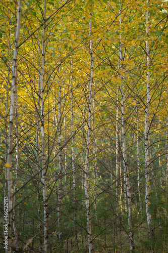 autumn forest in the autumn © Viacheslav
