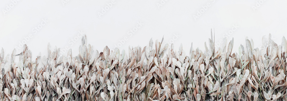  Naturalne tło z gałęzi opadłych strąków nasion drzewa jesiennego. Tekstura wysuszonych strąków nasion na białym tle. - obrazy, fototapety, plakaty 