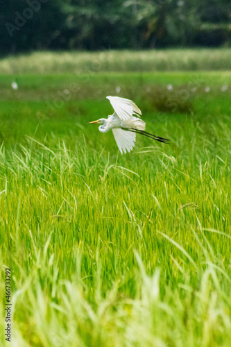 Fotografie White wading bird flying above lush green wetland