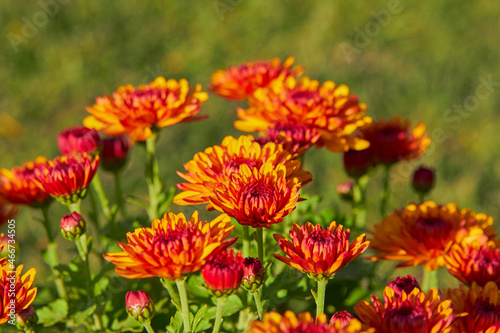 orange autumn flowers bloom in the park autumn orange flowers on a green background