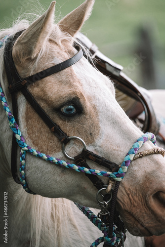 close up of a horse