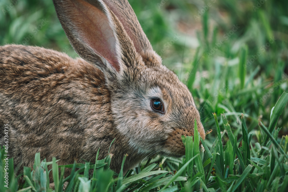 Fototapeta premium rabbit in the grass