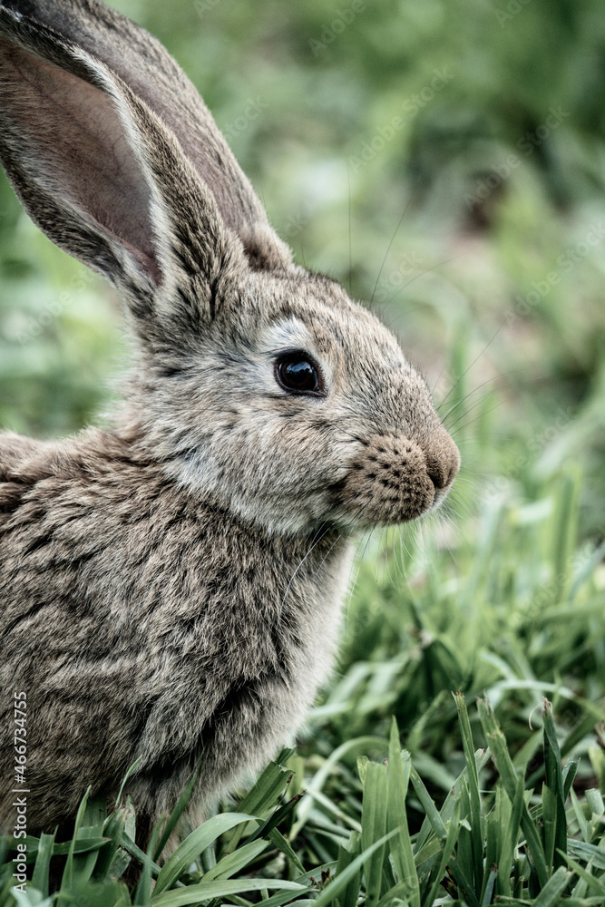 Fototapeta premium rabbit in the grass