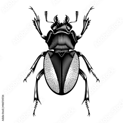 Female Lucanus Cervus illustration vector flat design