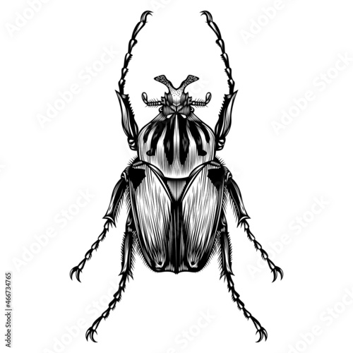 Goliathus Cacicus illustration vector flat design