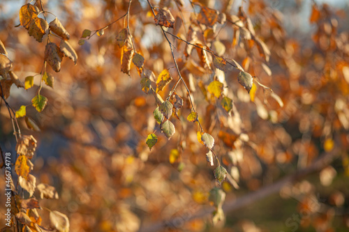 Yellow or dry leaves on tree branches in autumn. Leaves of birch, linden and other trees on the branches. There is an empty space for the text © Анатолий Савицкий