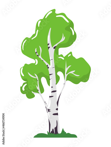 Birch tree icon concept, central european and siberian nature wood, organic n...