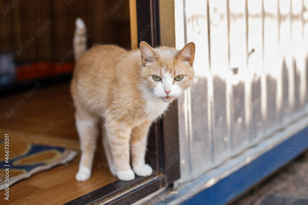 A red-haired adult cat is lying on the ground and basking in the sun, a cat in an animal shelter. Tender love and friendship between man and animal. Selective focus. A red-haired adult cat is lying on the ground and basking in the sun, a cat in an animal shelter. Tender love and friendship between man and animal. Selective focus.