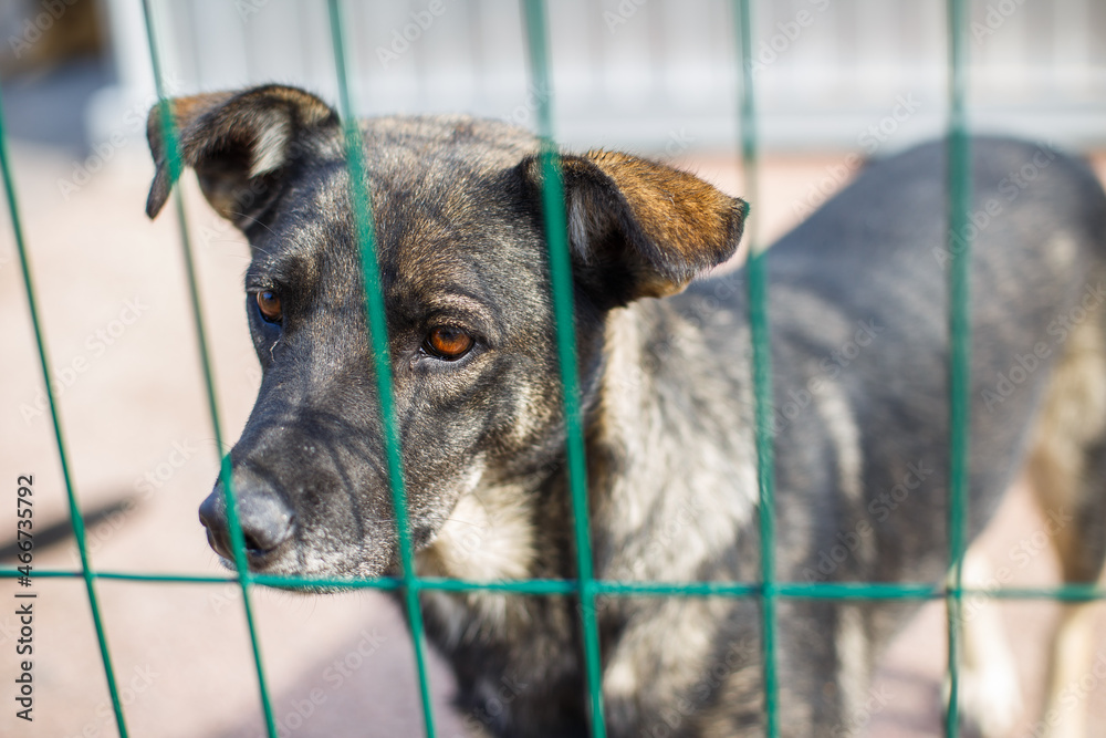Dog shelter, stray dogs in a cage in an animal shelter. Abandoned
