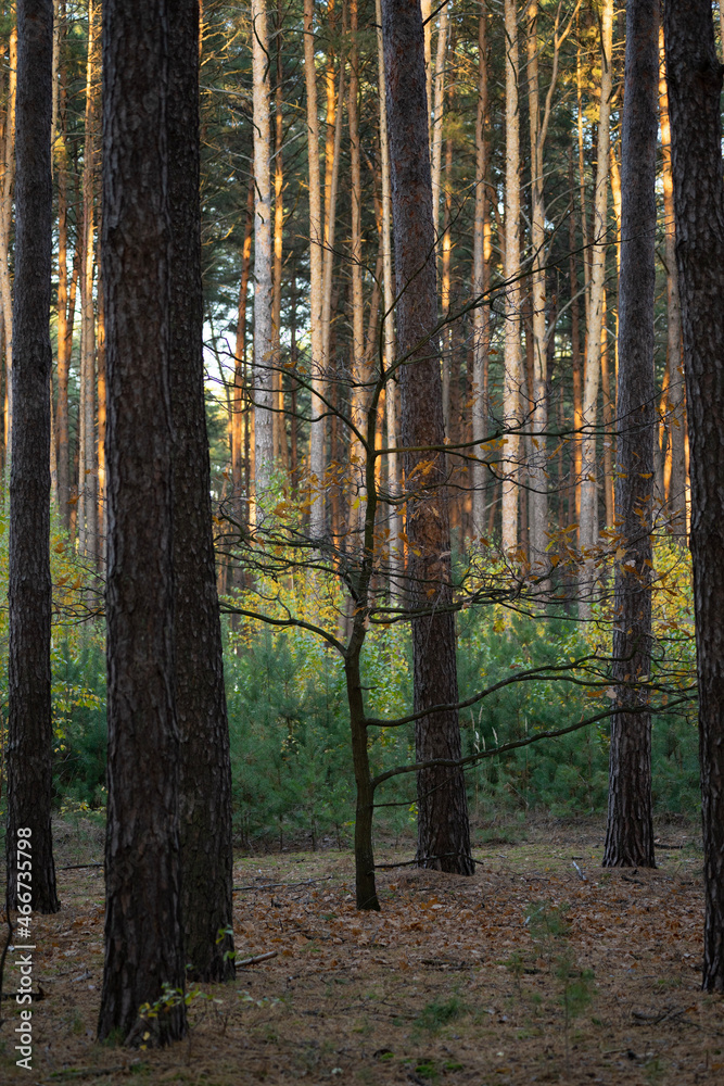 Obraz premium forest in autumn