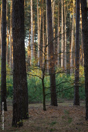forest in autumn © Viacheslav