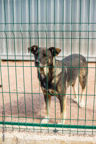 Dog shelter, stray dogs in a cage in an animal shelter. Abandoned animal in captivity, dog looks through the cage