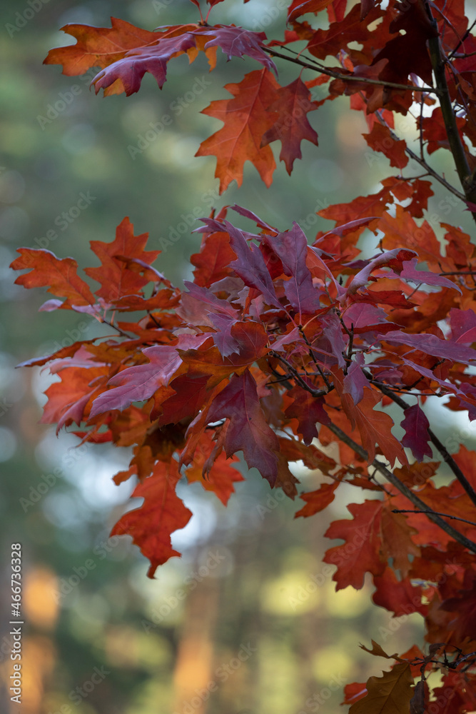 Fototapeta premium red maple leaves
