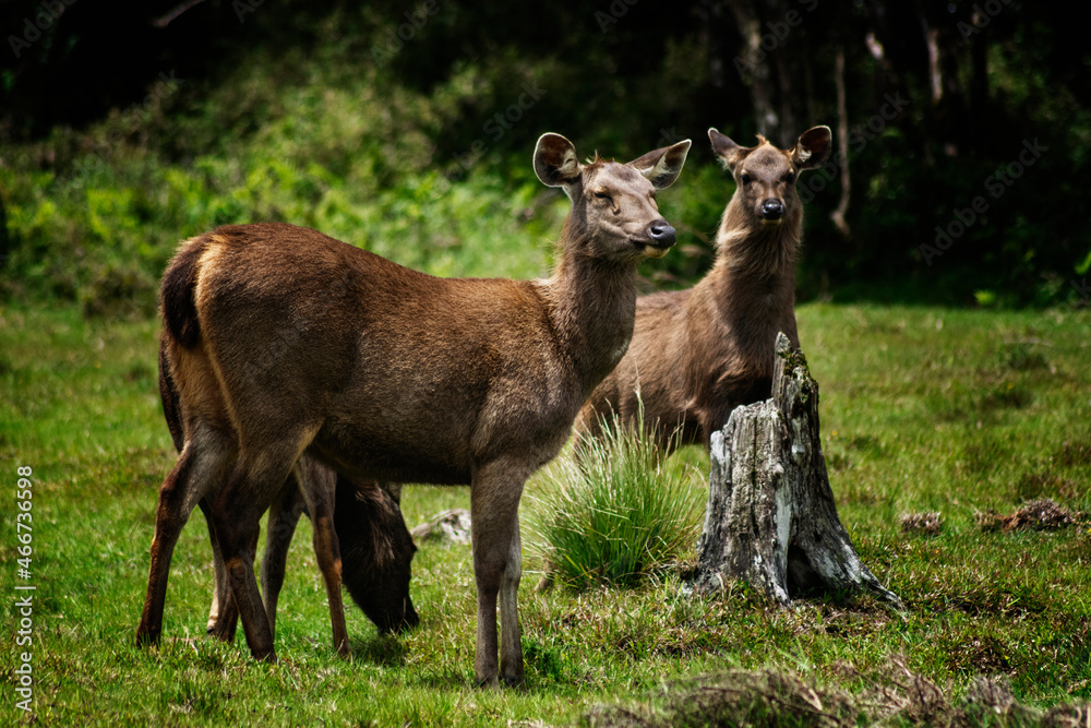 Fototapeta premium deer in the forest