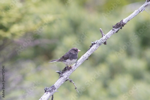 Slate Dark Eyed Junco photo