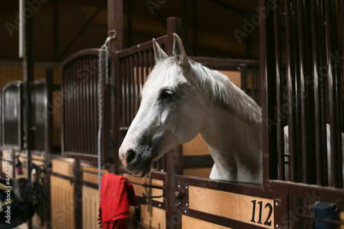 Portrait of a beautiful bay horse standing in a stall in the stable in the summer. Equestrian life. Livestock.