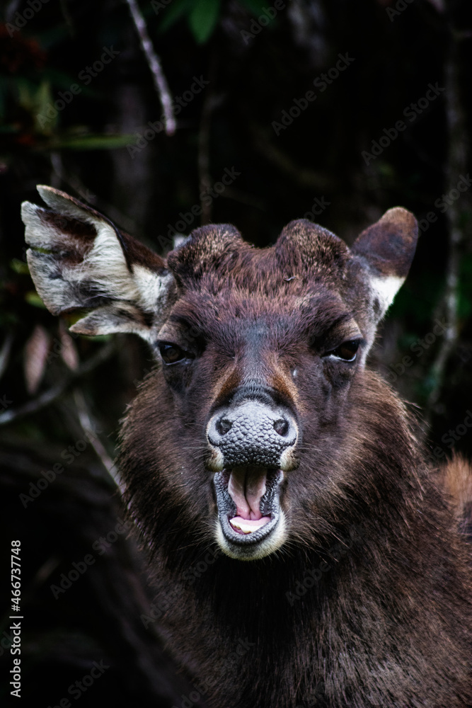 Fototapeta premium deer