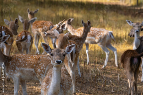 Portrait of a young fallow deer in a meadow with the herd in the background 
