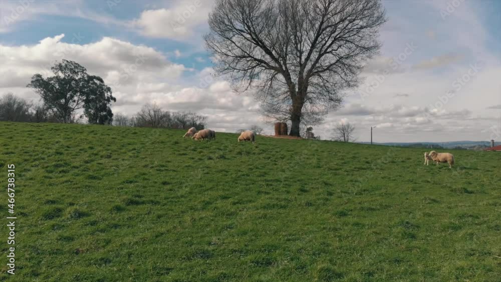 Flock Of Sheep Running At The Vast Farmland In The Countryside. aerial, forward Flock Of Sheep Running At The Vast Farmland In The Countryside. aerial, forward