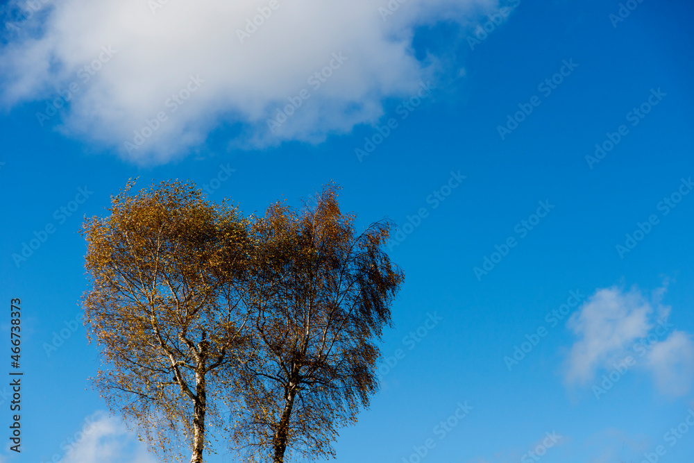 2 Birken im Herbst vor blauem Himmel 2 Birken im Herbst vor blauem Himmel