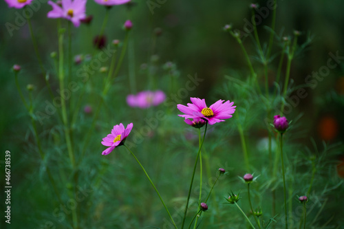 pink cosmos flowers