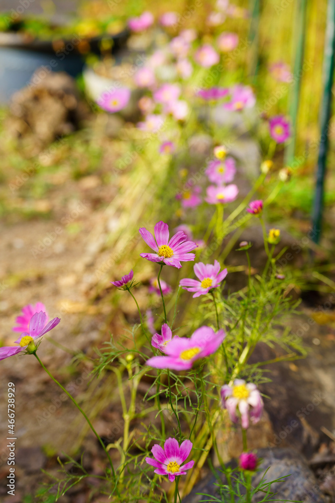 Fototapeta premium cosmos in the garden
