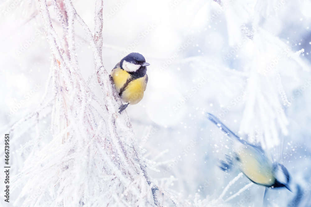 Little tits in a fairy-tale snowy forest. Christmas image. Winter wonderland.