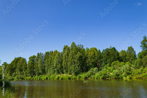 landscape river in the forest