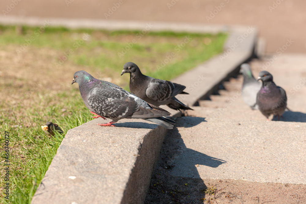 Fototapeta premium pigeons on the steps