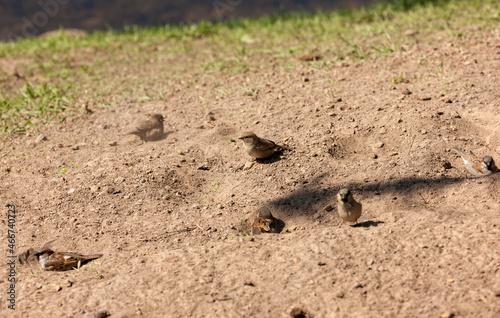 sparrows on the sand