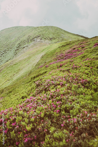 Pink color rhododendron flowers in the mountains. Beautiful summer wallpaper. Carpathians, Ukraine, Europe.