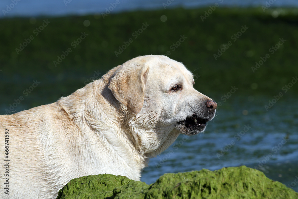 sweet yellow labrador puppy portrait sweet yellow labrador puppy portrait