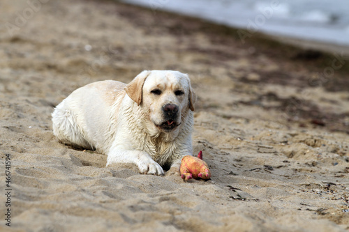 a sweet yellow labrador playing at the seashore