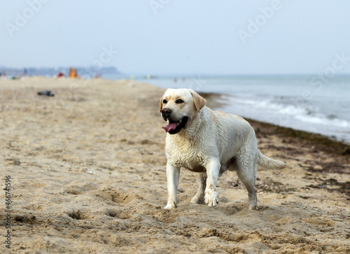 the sweet yellow labrador playing at the seashore