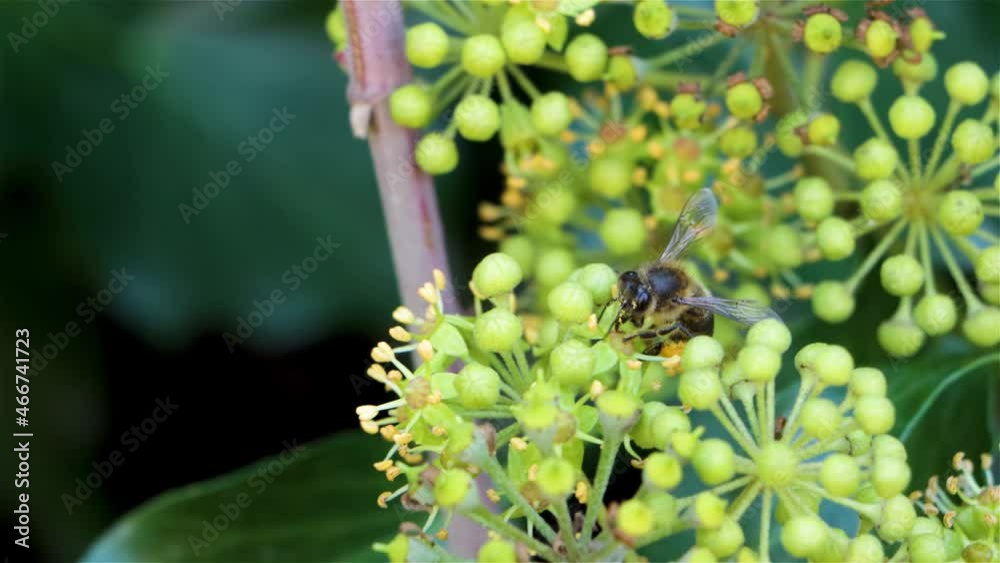 A bee sucks between the flowers of an ivy, in spring, its legs are full of pollen. A bee sucks between the flowers of an ivy, in spring, its legs are full of pollen.