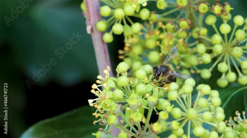 A bee sucks between the flowers of an ivy, in spring, its legs are full of pollen. photo