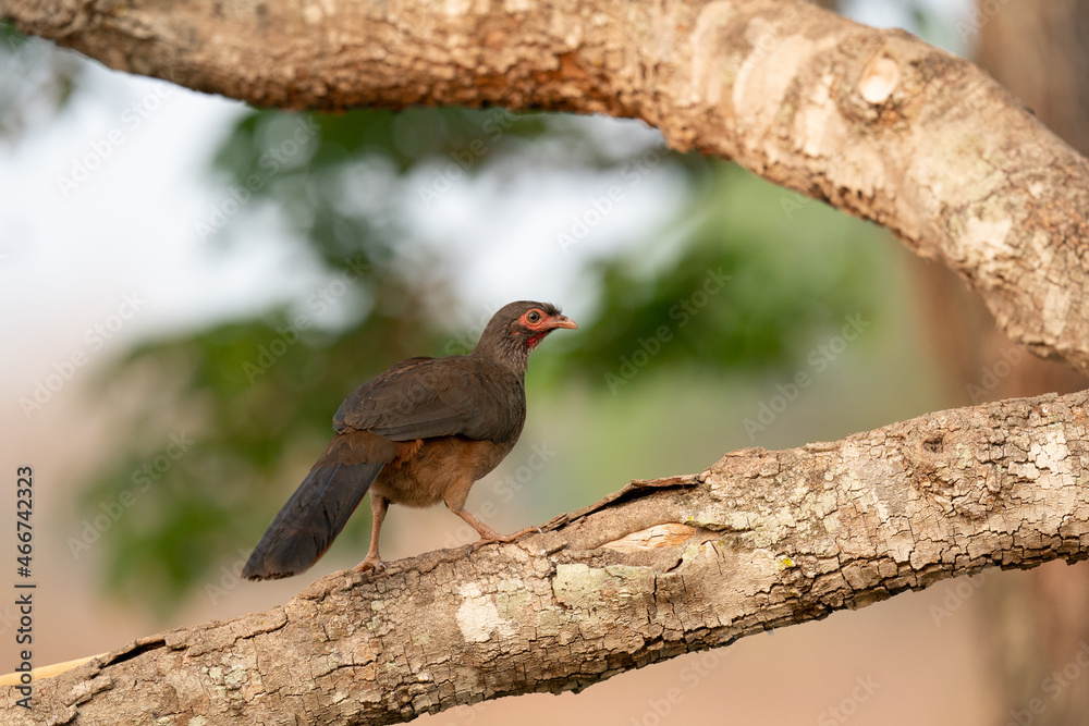 The Chaco chachalaca (Ortalis canicollis) The Chaco chachalaca (Ortalis canicollis)