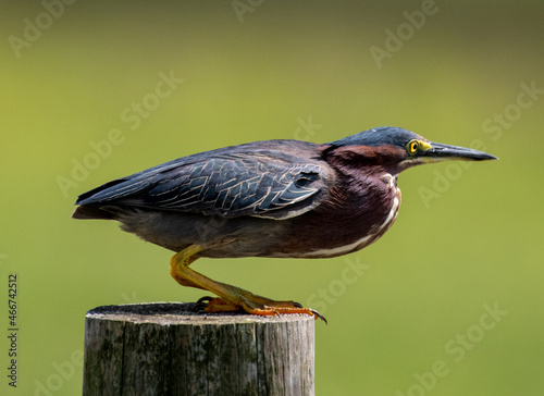 Green Heron