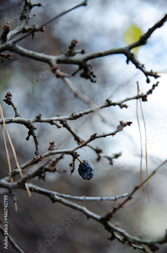 Blue dry berry on bare branches without leaves in late autumn on bokeh background. Cold season concept.