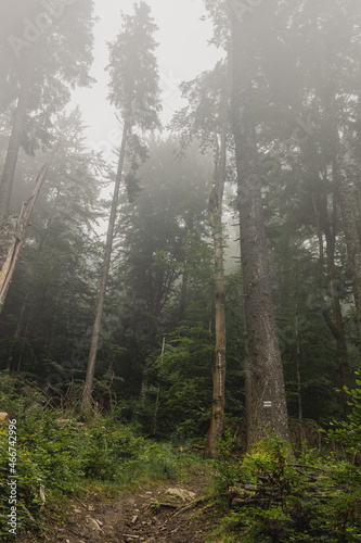 Country road through the forest on a foggy spring morning. Nature background