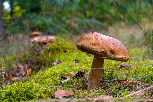 big brown cap edible mushroom and forest glade
