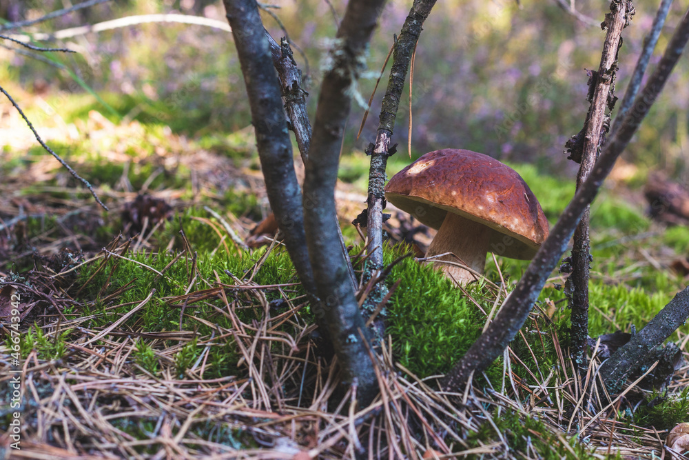 one brown cap edible mushrooms grows in moss