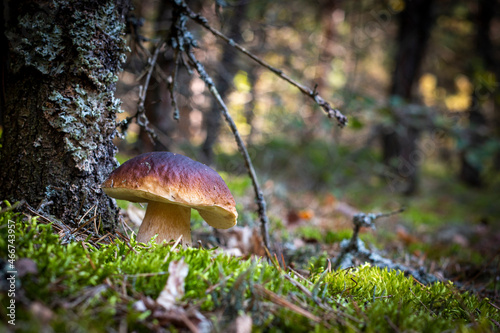 one brown cap edible mushrooms grows in wood