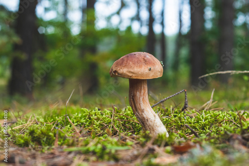 small edible cep mushroom grows in wood