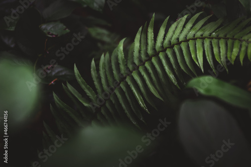 Selective focus shot of fresh foliage of fern (ID: 466744156)