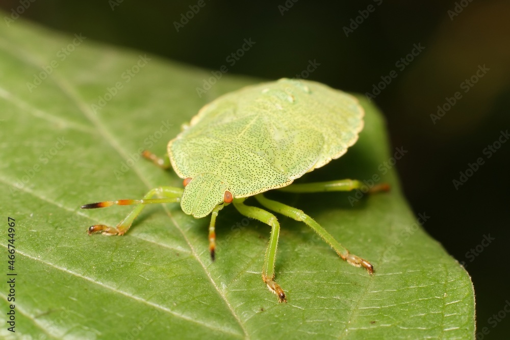 Green shield bug Palomena prasina Green shield bug Palomena prasina