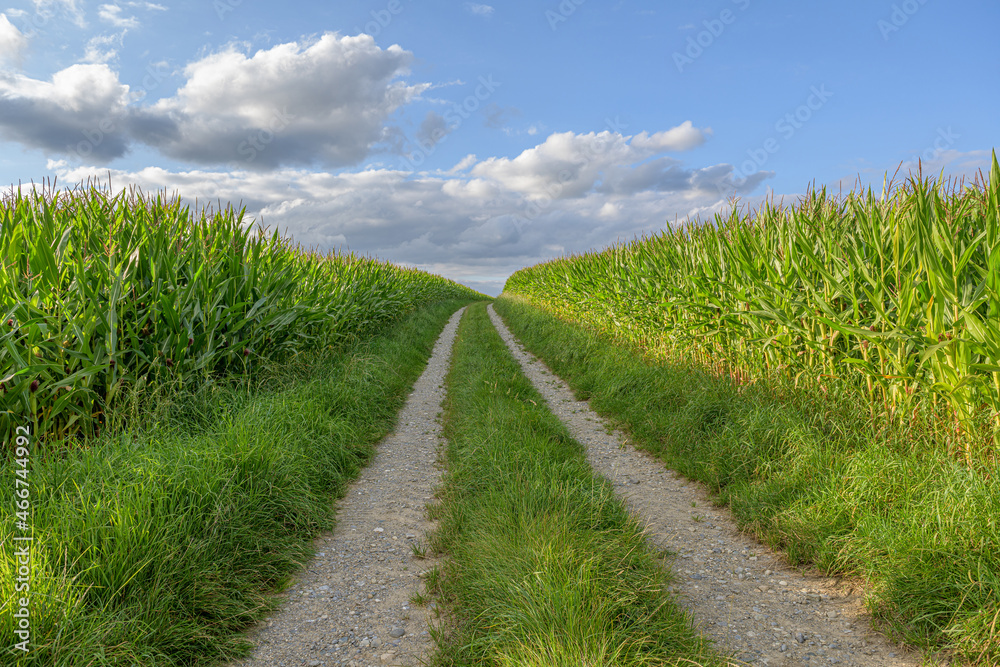Field path through the corn fields near Lake Constance