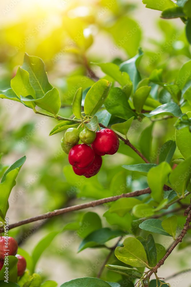 Fresh organic Acerola cherry. Thai or Acerola cherries fruit on the tree with sunset.